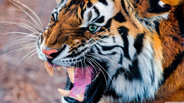 Tiger Growling 4K