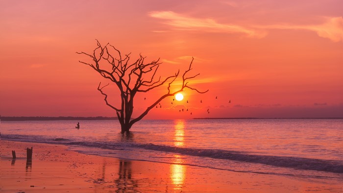 Sunset over the sea with a bare tree and birds