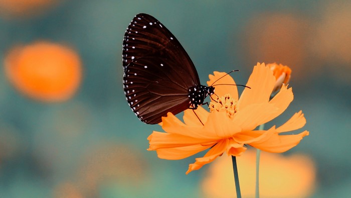 Butterfly on an orange flower 4K