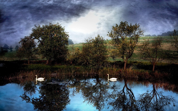 Two swans on a reflective lake with stormy skies