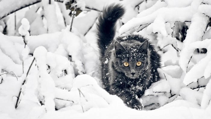 Gray cat in snow