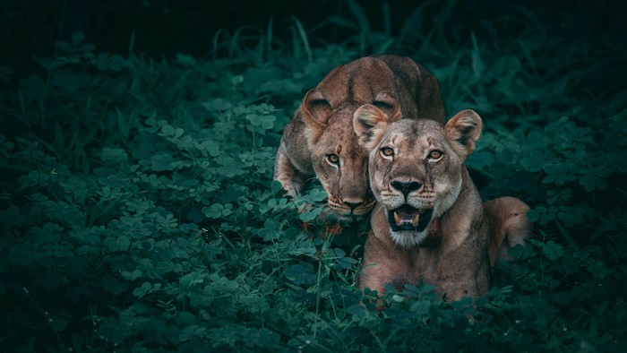Two Lionesses in Green Foliage 4K