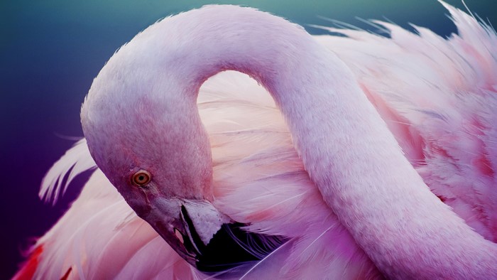 Pink Flamingo 4K