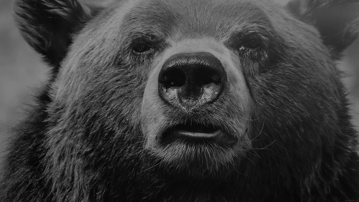 Close up of a bear face 4K