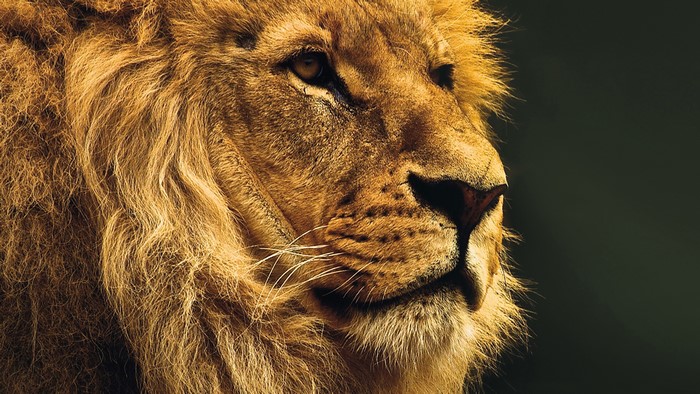 Close-up of a male lion's face