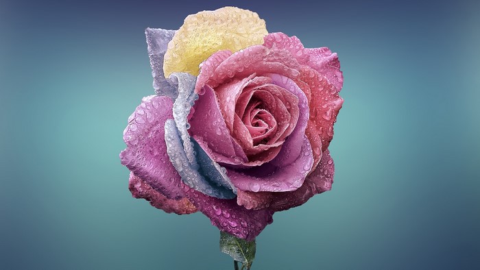 Flowers, Close Up, 4K, 3840x2160