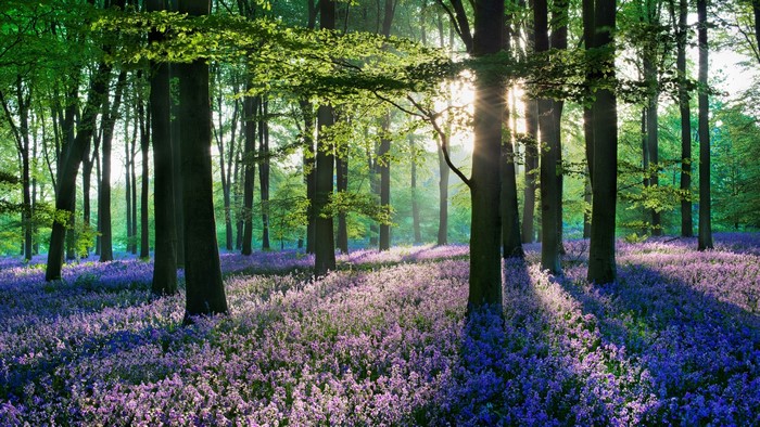 Bluebell Forest with Sunlight