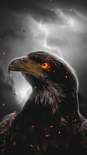 Eagle Eye, 4k