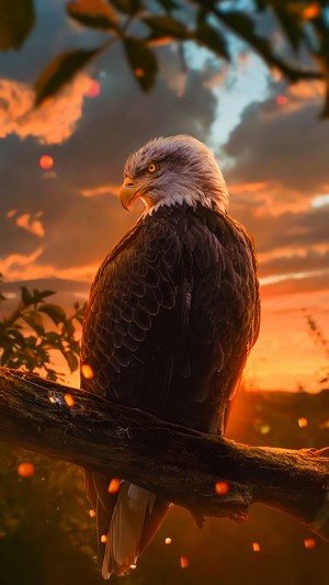 Eagle, Digital Art, 4k