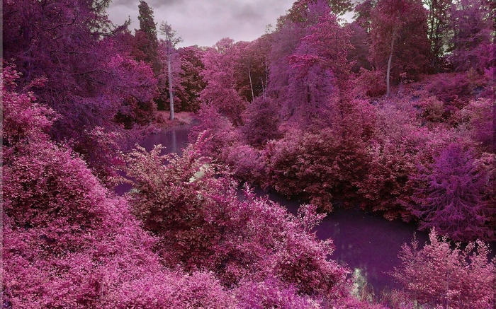 A surreal forest with purple foliage and a dark river