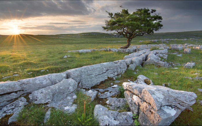 Lone tree on a rocky field at sunset