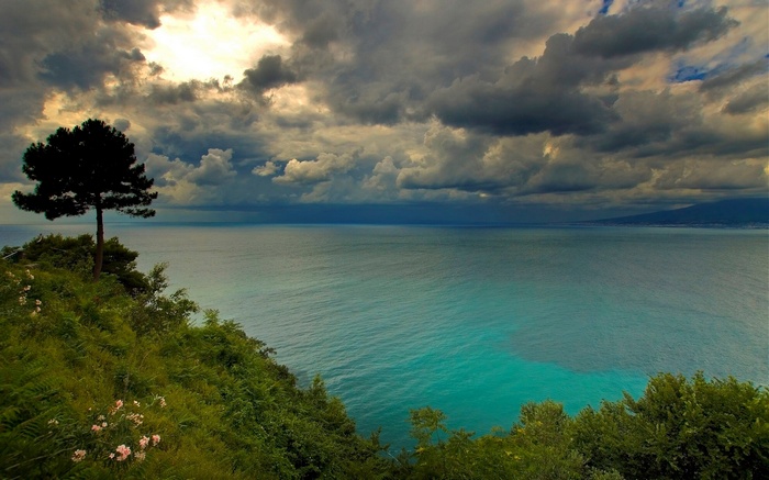 Tree on a cliff overlooking the sea under a cloudy sky