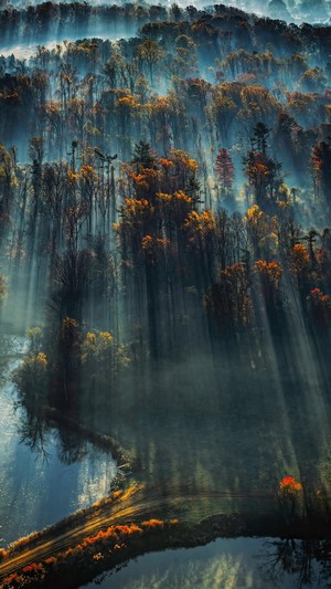 Forest scenery with mist and sunbeams