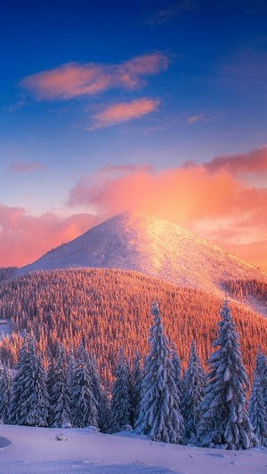 Snowy Pine Trees and Mountains at Sunset 4K
