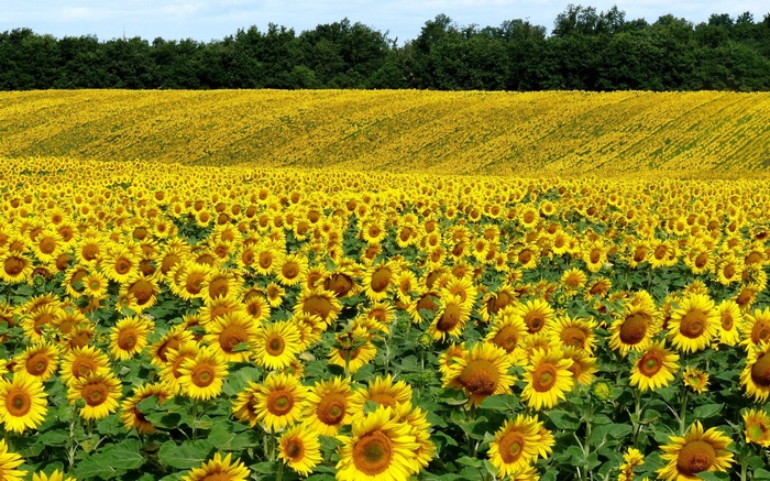 Field of Sunflowers with Forest Background