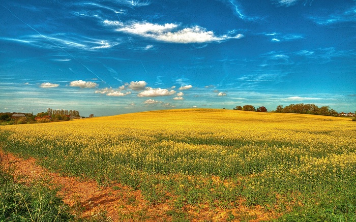 A field of yellow flowers under a blue sky