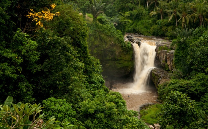 Waterfall in a dense green jungle with palm trees