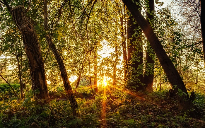 Sunlight filtering through trees in a forest