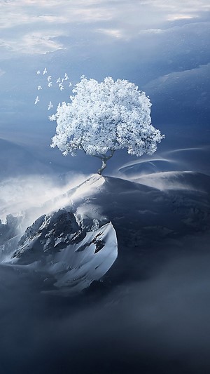 Winter tree on snowy mountain peak with birds