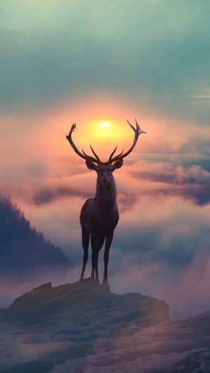 Deer standing on a mountain peak at sunset