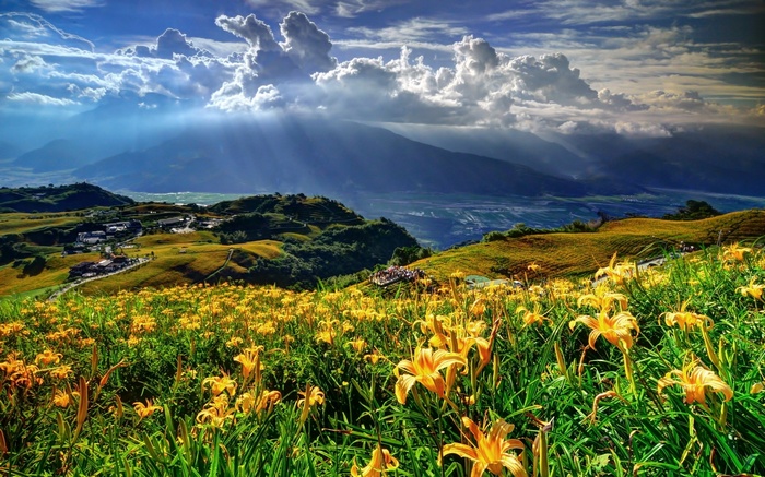 Yellow flowers on rolling hills with mountains and clouds