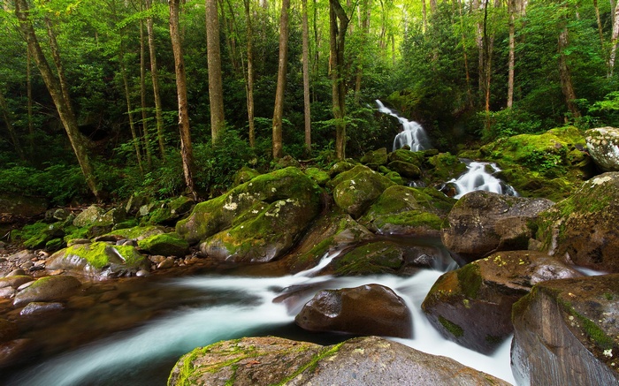 Waterfall flowing over mossy rocks in a forest