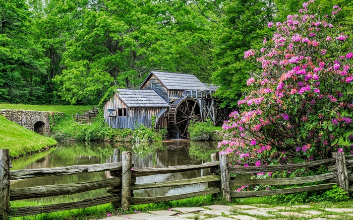 Old water mill by a pond with blooming rhododendrons