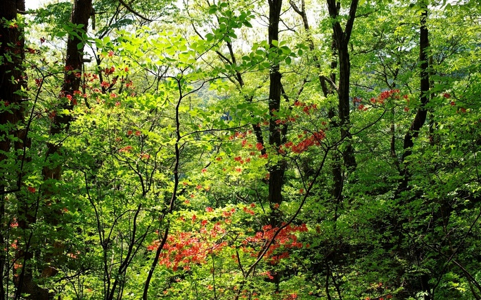 Forest with green trees and red flowers
