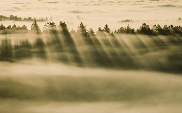 Sunbeams through fog over a forest