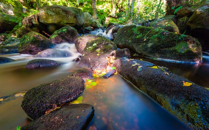 Stream flowing over mossy rocks in a forest