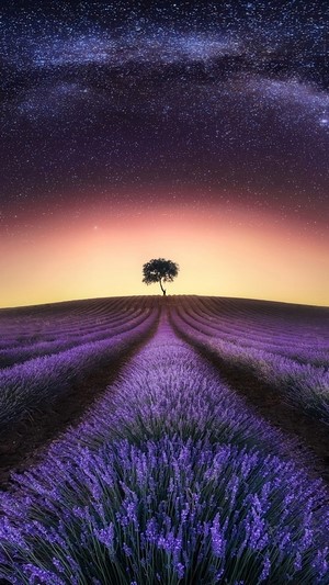 Lavender Field Under the Milky Way with a Lone Tree