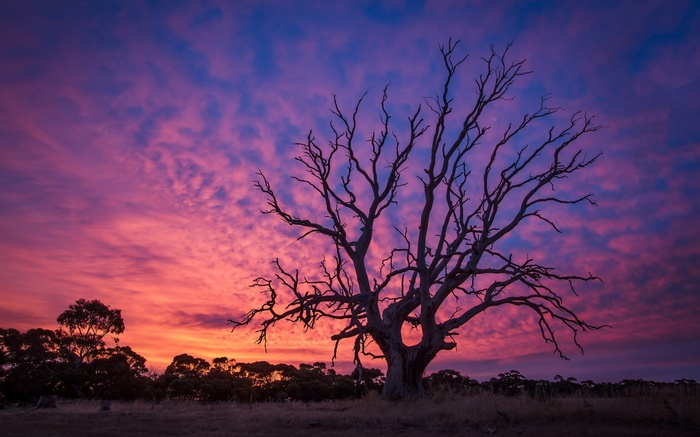 Dead tree silhouetted against a colorful sunset sky