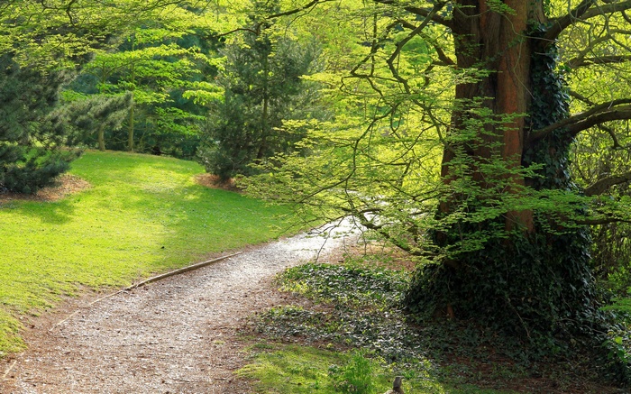A winding path through a sunlit forest with lush green trees