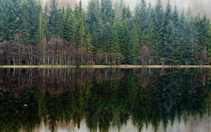 Forest reflected in a calm lake