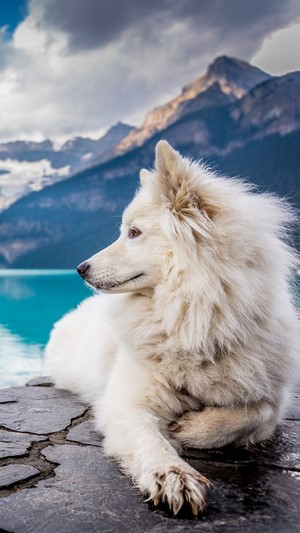 White dog by a turquoise lake with mountains