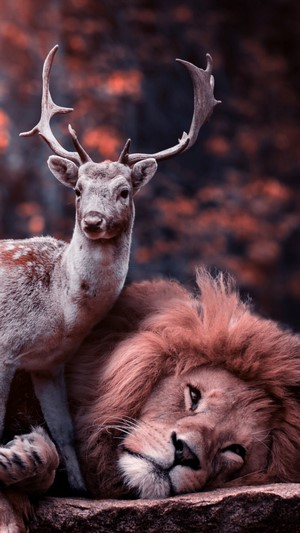 Lion and Deer in Forest