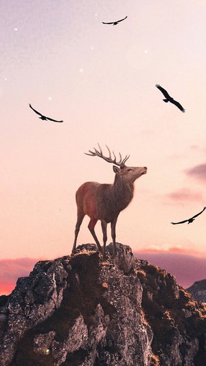Deer on a mountain with birds in the sky 4K