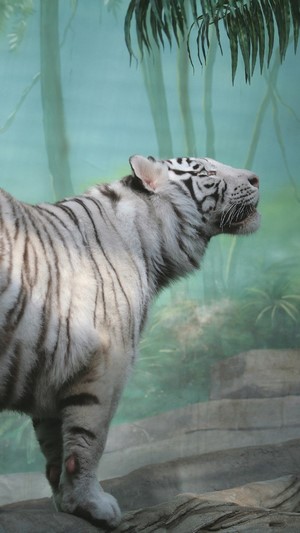 White Tiger, 4k
