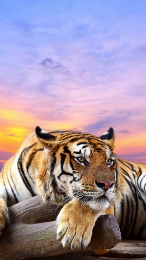 Tiger, 4k