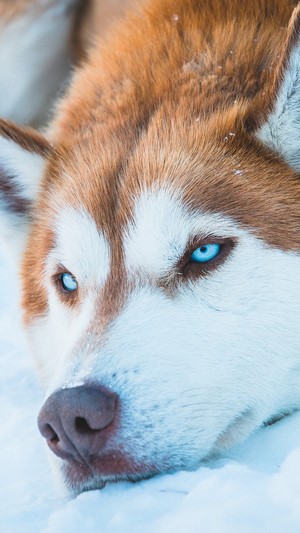 Siberian Husky with blue eyes in snow, 4K