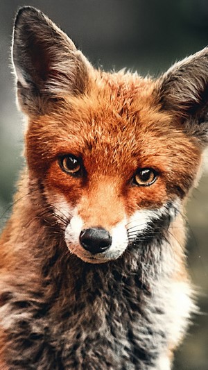 Close-up of a Red Fox's Face