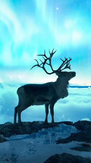 Reindeer under Aurora Borealis 4K
