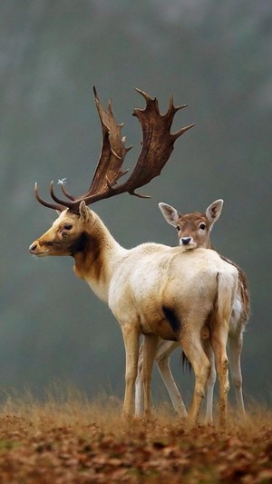 Deer, Autumn, Cute, Animals, 4k