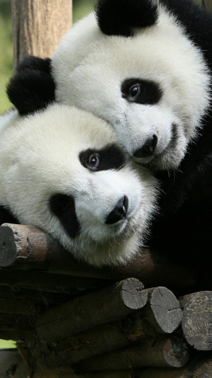 Two cute pandas cuddling on wooden structure 4K