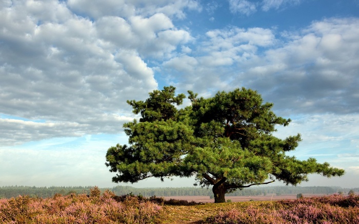 Lone pine tree in a field of heather under a cloudy sky