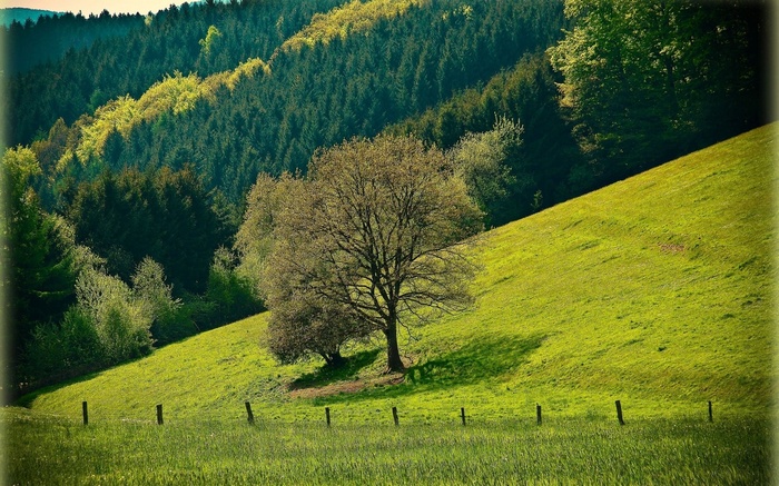 Green hillside with trees and a forest