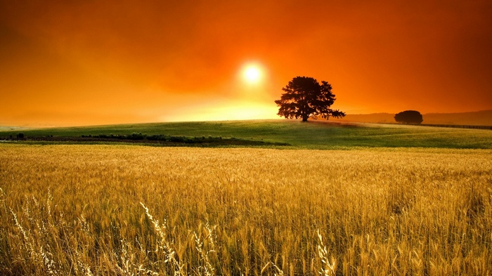 Golden wheat field at sunset with a lone tree