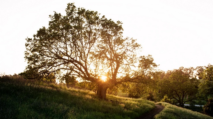 Sunlight shining through a large tree on a grassy hill