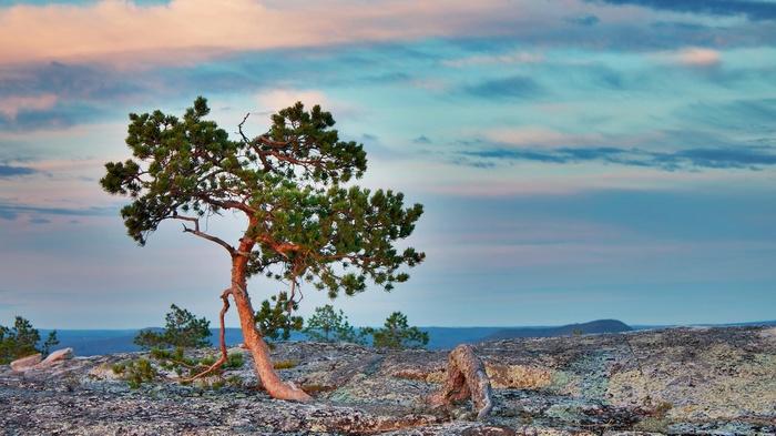 Pine tree on rocky outcrop at sunset