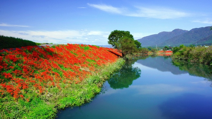 Red spider lilies bloom along a river with mountains in the distance